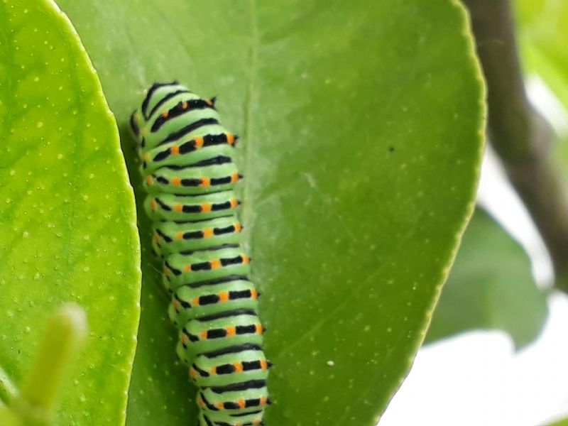 Bruco di Macaone su limone?  S !